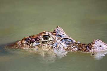 Image showing Spectacled caiman, Caiman crocodilus Cano Negro, Costa Rica.