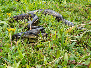 Image showing Malagasy Tree Boa, snake Sanzinia Madagascariensis, Analamazaotra National Park, Madagascar