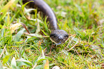 Image showing Malagasy Tree Boa, snake Sanzinia Madagascariensis, Analamazaotra National Park, Madagascar