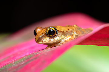 Image showing Boophis picturatus, juvenile, Ranomafana National Park, Madagascar wildlife