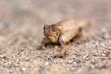 Image showing Brygoo's pygmy chameleon, Brookesia brygooi, Anja Community Reserve Ambalavao, Madagascar wildlife