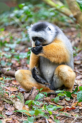 Image showing Lemur Diademed Sifaka, Propithecus diadema, Madagascar wildlife