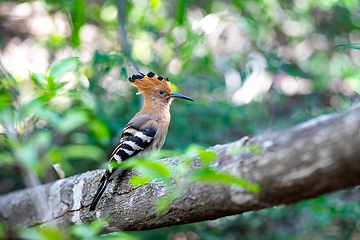 Image showing Madagascar hoopoe, Upupa marginata, Isalo Madagascar wildlife