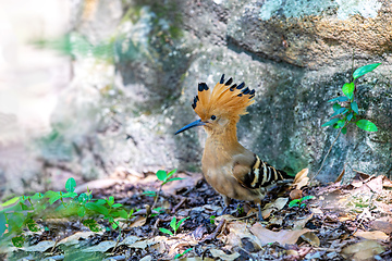 Image showing Madagascar hoopoe, Upupa marginata, Isalo Madagascar wildlife