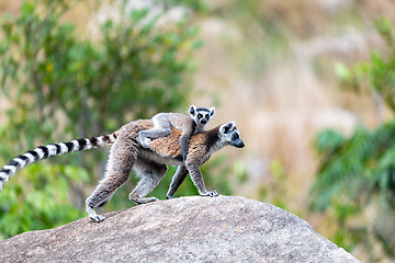 Image showing Ring-tailed lemur with baby, Lemur catta, Madagascar wildlife