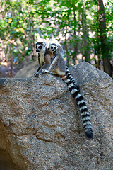 Image showing Ring-tailed lemur with baby, Lemur catta, Madagascar wildlife