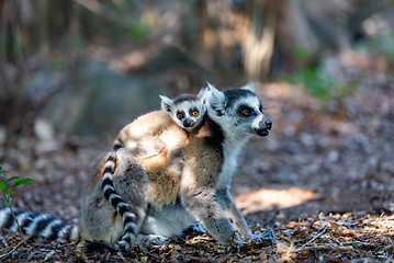 Image showing Ring-tailed lemur with baby, Lemur catta, Madagascar wildlife