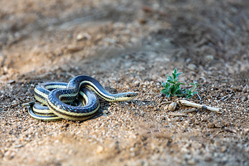 Image showing Lateral Water Snake, Thamnosophis Lateralis, Anja Comunity reserve, Madagascar wildlife