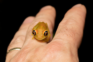 Image showing Green Bright-Eyed Frog, Boophis Viridis, Andasibe-Mantadia National Park, Madagascar wildlife