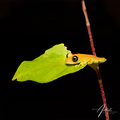 Image showing Green Bright-Eyed Frog, Boophis Viridis, Andasibe-Mantadia Natio