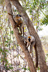 Image showing Red-Fronted Lemur, Eulemur Rufifrons, Madagascar wildlife animal.