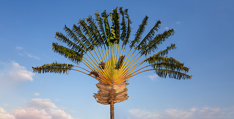 Image showing Ravenala palm, traveler tree symbol of Madagascar