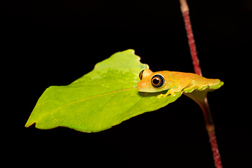 Image showing Green Bright-Eyed Frog, Boophis Viridis, Andasibe-Mantadia National Park, Madagascar wildlife