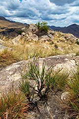 Image showing Andringitra national park,mountain landscape, Madagascar wilderness landscape