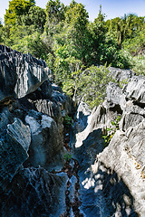 Image showing Petit Tsingy de Bemaraha, Madagascar wilderness landscape