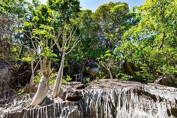 Image showing Petit Tsingy de Bemaraha, Madagascar wilderness landscape