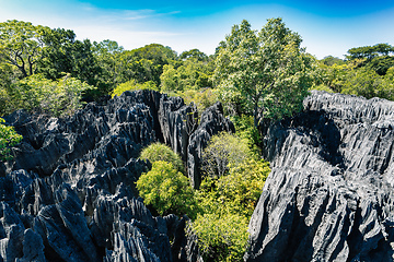 Image showing Petit Tsingy de Bemaraha, Madagascar wilderness landscape