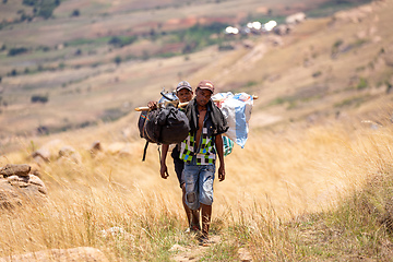 Image showing Malagasy porter carries belongings for tourists. Andringitra Mountains
