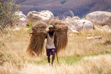 Image showing Malagasy porter carries dried grass to repair the roof. Andringitra Mountains
