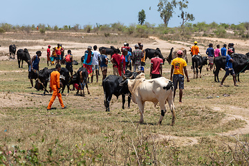 Image showing Zebu bulls and cows are being traded at a market in Belo Sur Tsiribihina, Madagascar.