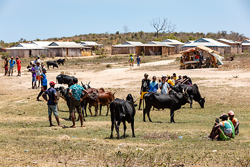 Image showing Zebu bulls and cows are being traded at a market in Belo Sur Tsiribihina, Madagascar.