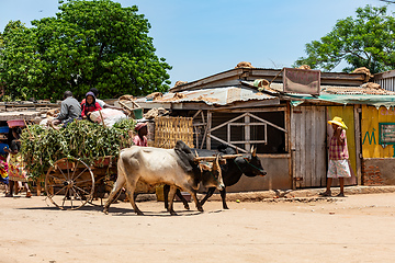 Image showing Cart drawn by a zebu on the street. Belo Sur Tsiribihina, Madagascar