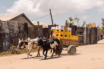 Image showing A zebu cart carries malagasy beer on a dusty road on a hot day. Belo Sur Tsiribihina, Madagascar