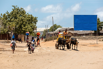 Image showing A zebu cart carries malagasy beer on a dusty road on a hot day. Belo Sur Tsiribihina, Madagascar