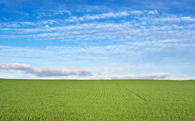 Image showing green field and blue sky