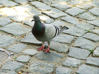 Image showing pigeon