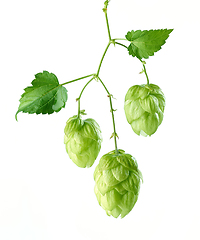Image showing hop plant isolated