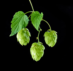 Image showing hop plant on black background