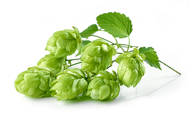 Image showing hop plant isolated