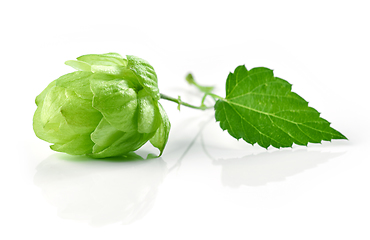 Image showing hop plant isolated