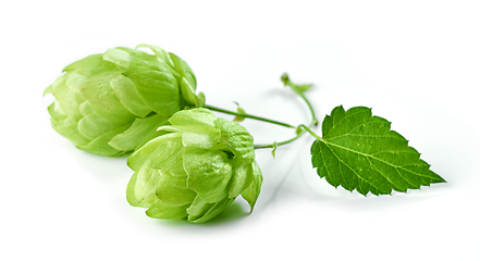 Image showing hop plant isolated