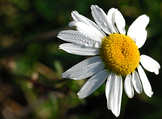 Image showing Camomile