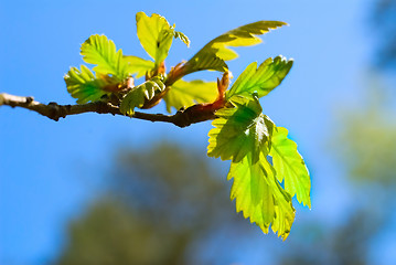 Image showing Fresh leaves