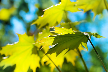 Image showing Fresh leaves