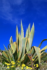 Image showing Agave Plant