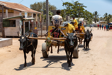 Image showing A zebu cart carries malagasy beer on a dusty road on a hot day. Belo Sur Tsiribihina, Madagascar