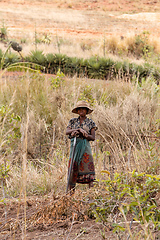 Image showing Woman farmer works in a field. Andringitra mountain, Madagascar