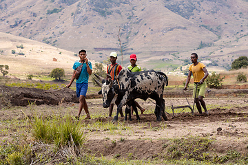 Image showing A farmer cultivates a field with the help of zebu cattle, which have been used for agriculture in Madagascar for centuries.