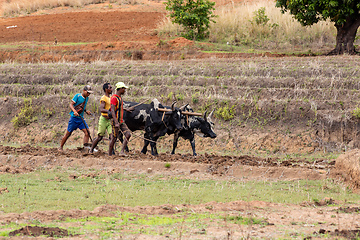 Image showing A farmer cultivates a field with the help of zebu cattle, which have been used for agriculture in Madagascar for centuries.