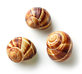 Image showing escargot snail on white background