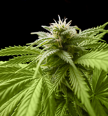 Image showing flowering cannabis plant