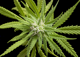 Image showing flowering cannabis plant