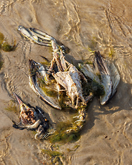 Image showing bird flu victim