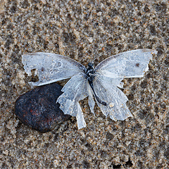 Image showing dead butterfly with broken wings