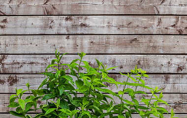 Image showing green plant leaves