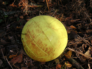 Image showing yellow-ball